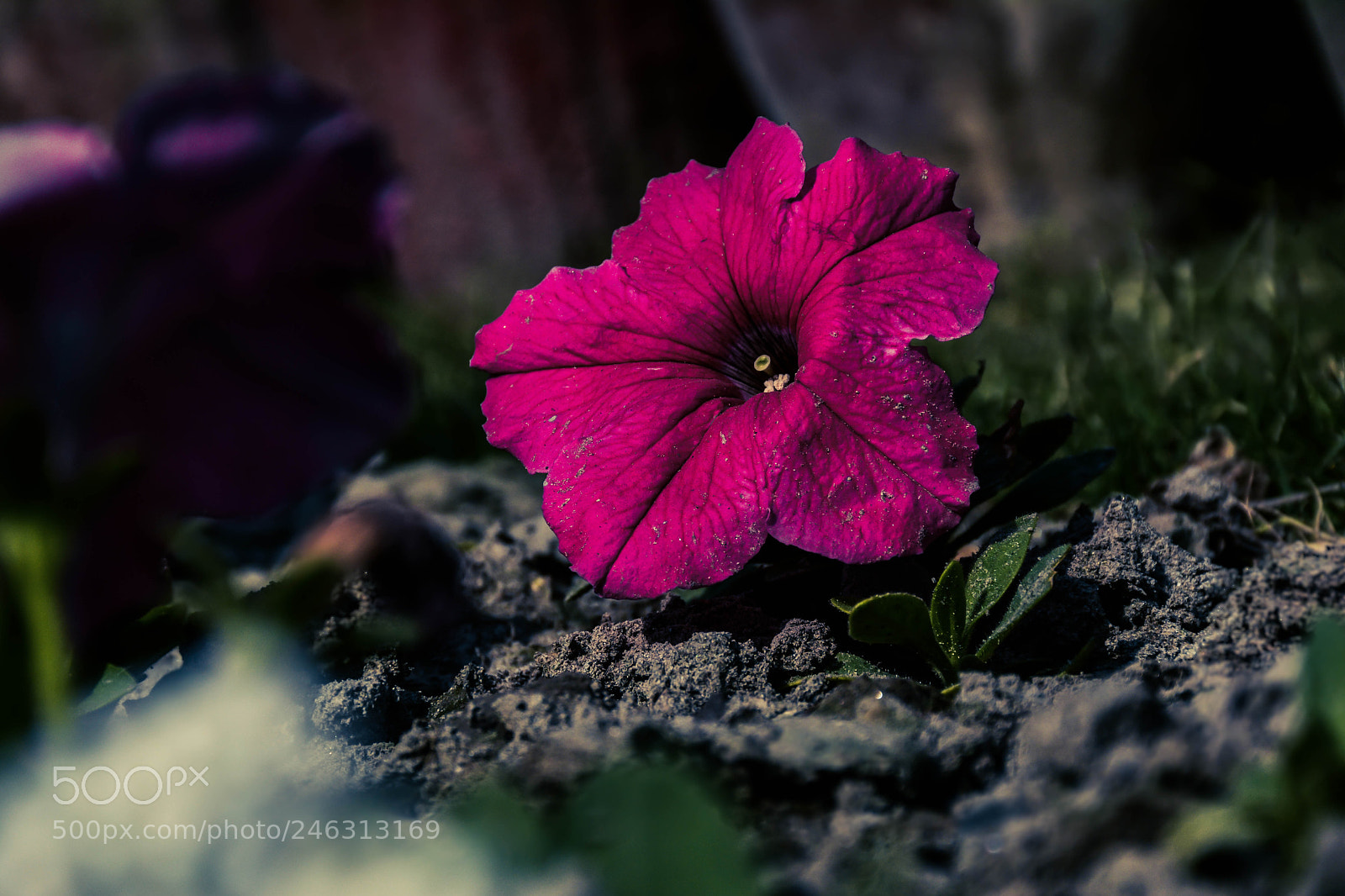 Nikon D7100 sample photo. Blooming photography