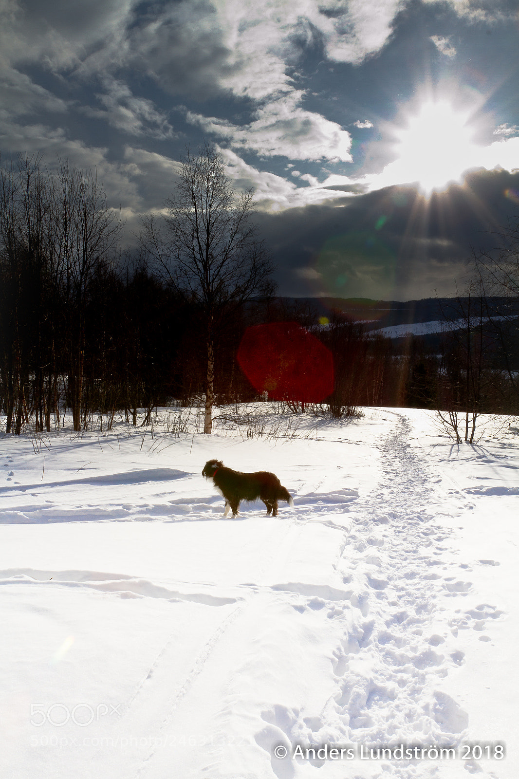 Canon EOS 7D sample photo. Chanza med lens flare photography