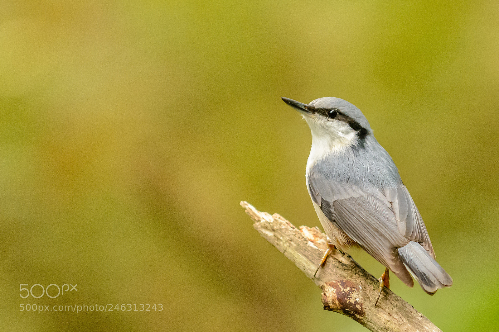 Nikon D7100 sample photo. Eurasian nuthatch photography