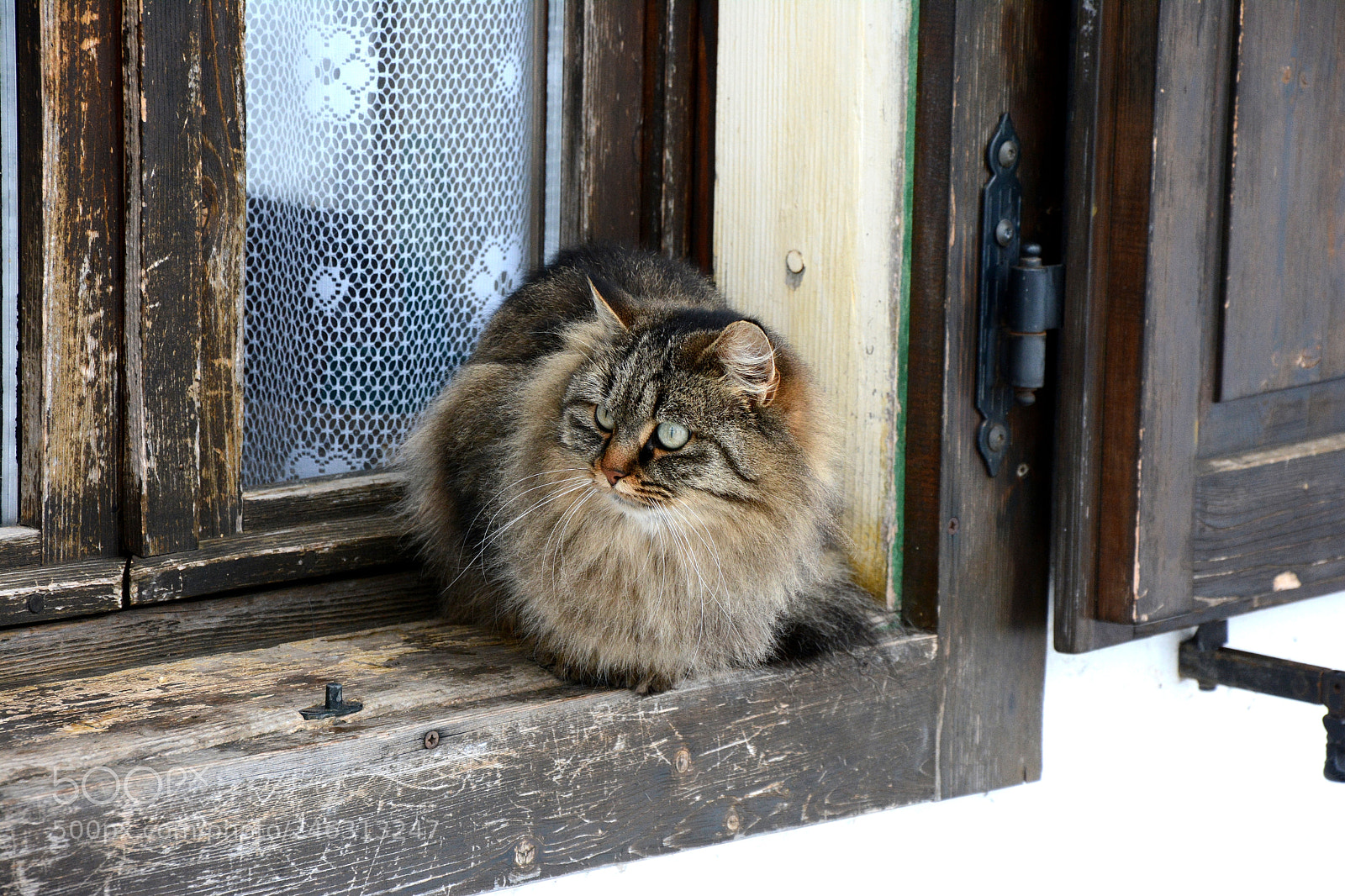 Nikon D7100 sample photo. Cat photography