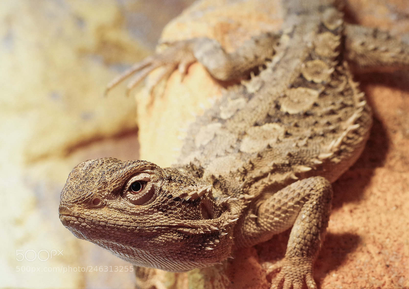 Pentax KP sample photo. Zwergbartagame photography