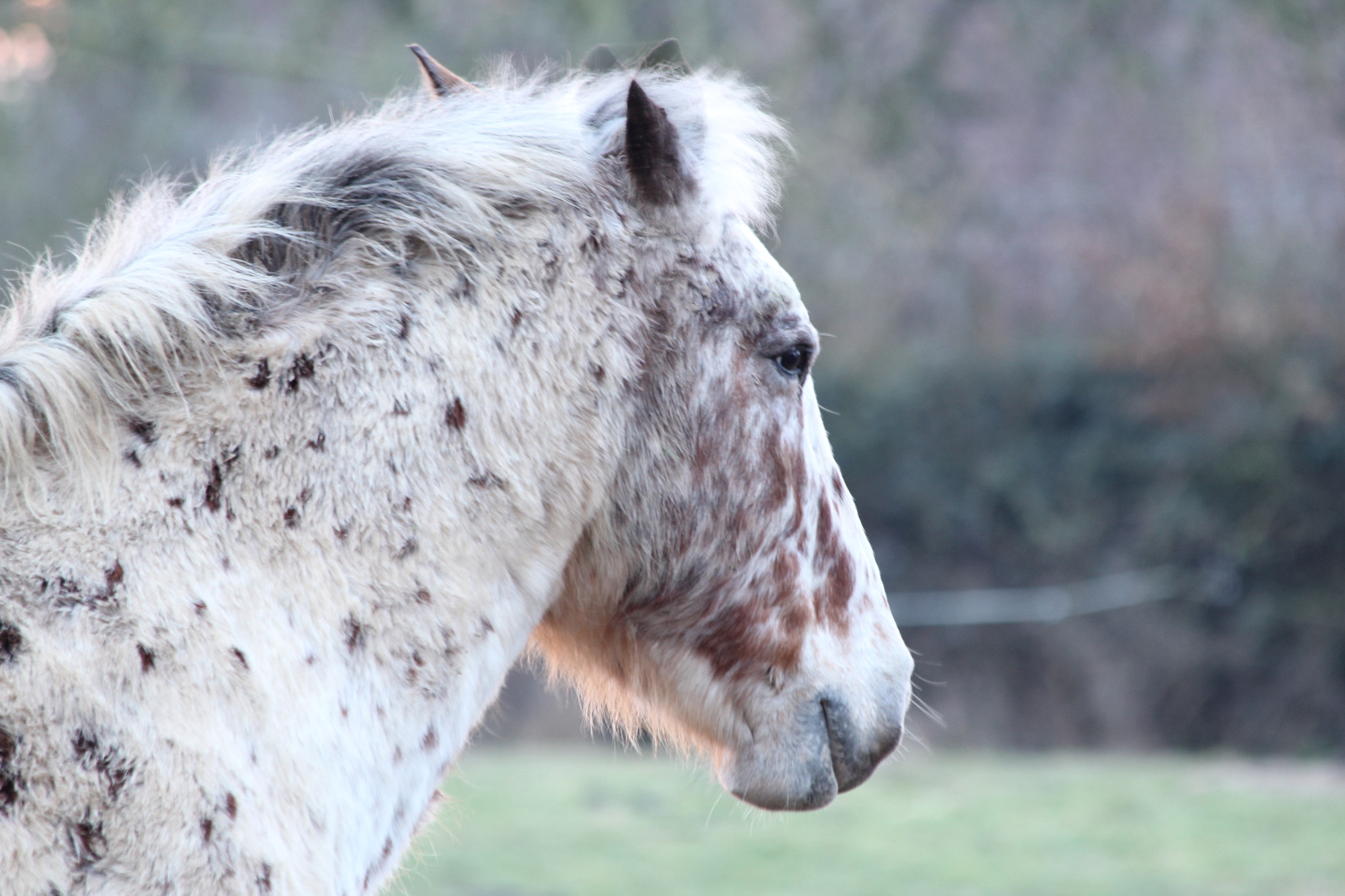 Canon EF 70-300mm F4-5.6 IS USM sample photo. Tango photography