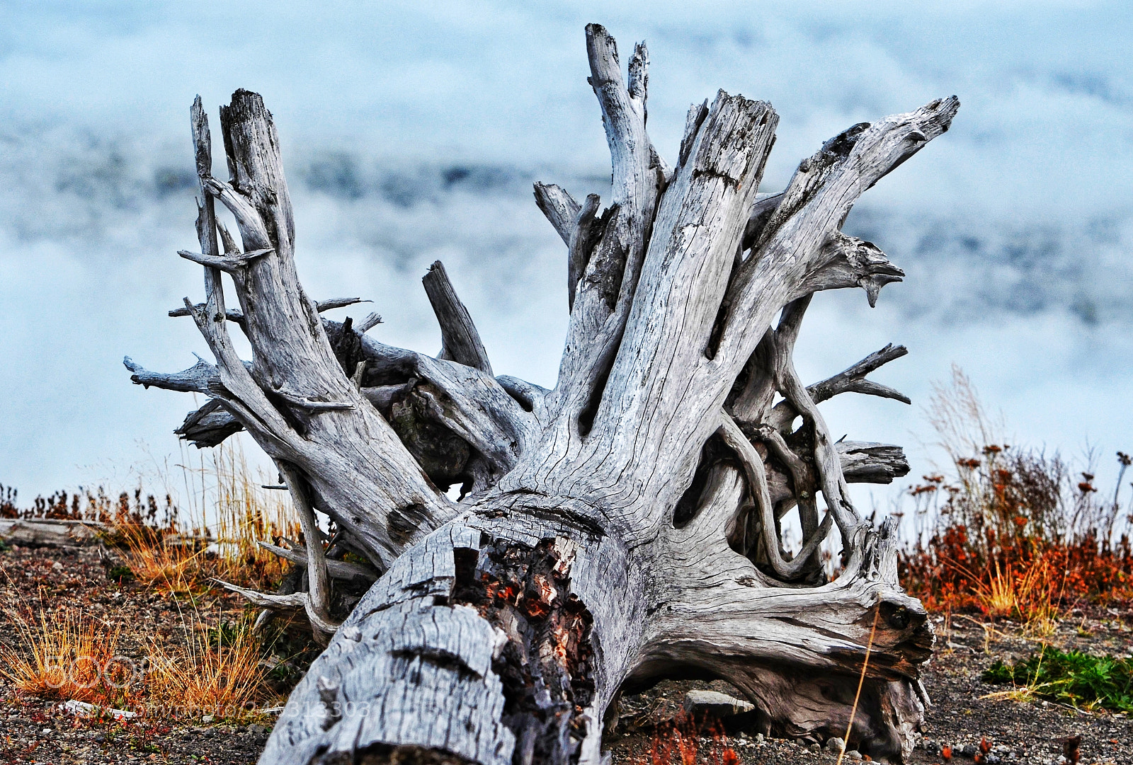 Nikon D5100 sample photo. Antler photography