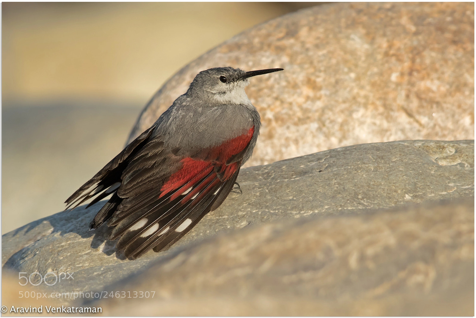 Canon EOS 7D Mark II sample photo. Wallcreeper photography
