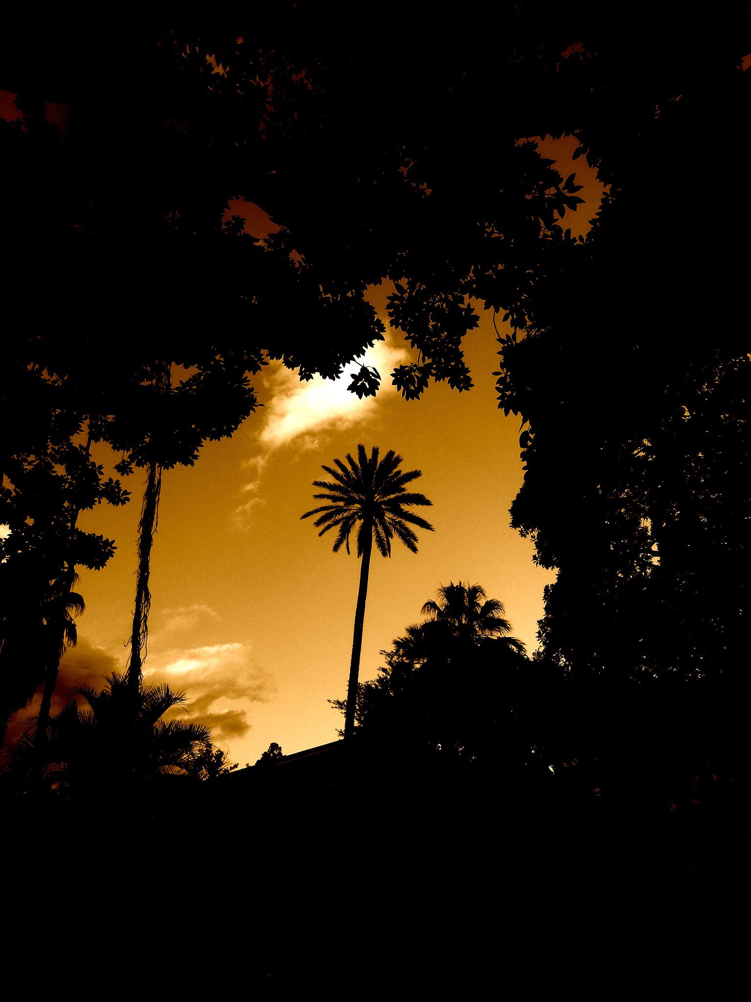 Leica V-Lux 40 sample photo. Palm tree painting the sky #1 photography