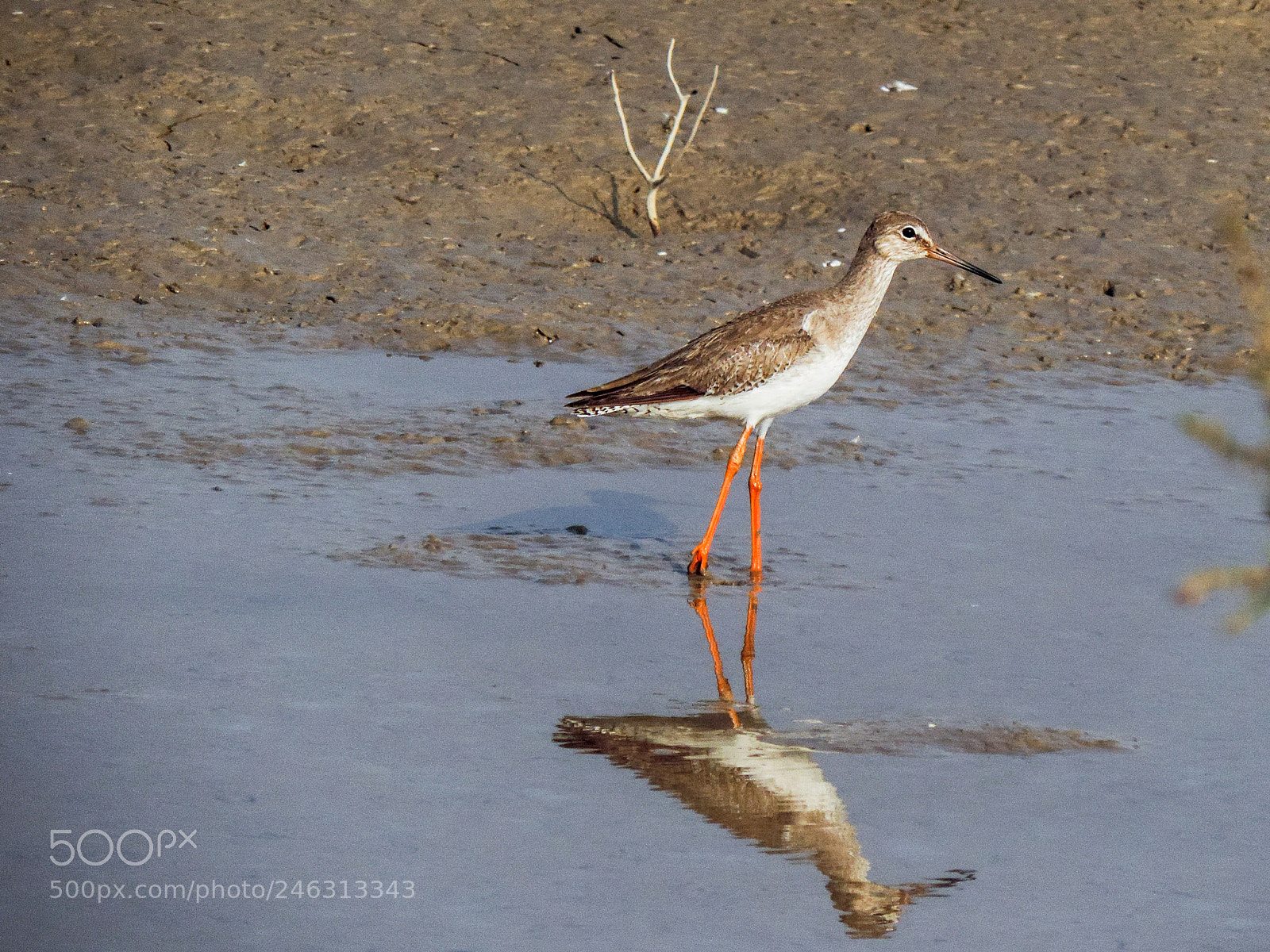 Nikon Coolpix P520 sample photo. Common red shank photography