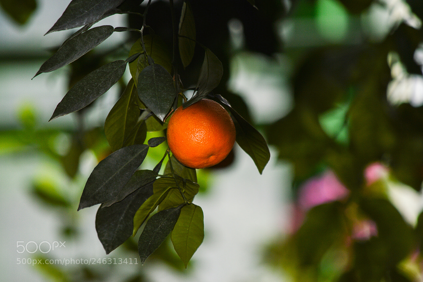 Nikon D3200 sample photo. One orange photography