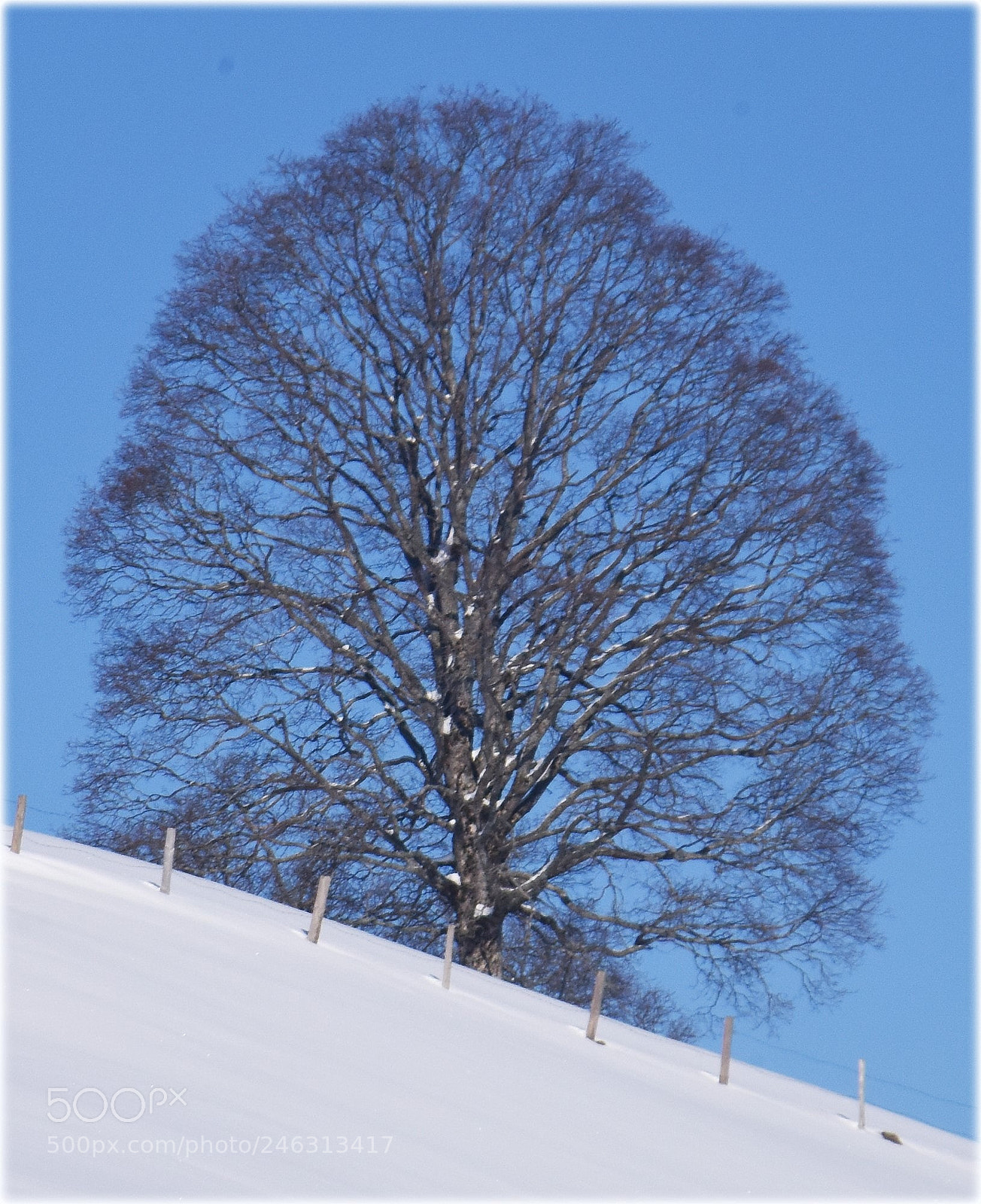 Nikon D810 sample photo. "tree" photography