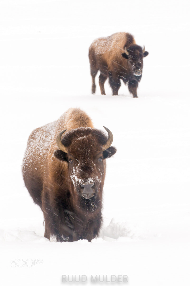 Canon EOS 7D Mark II sample photo. Bisons in snow photography