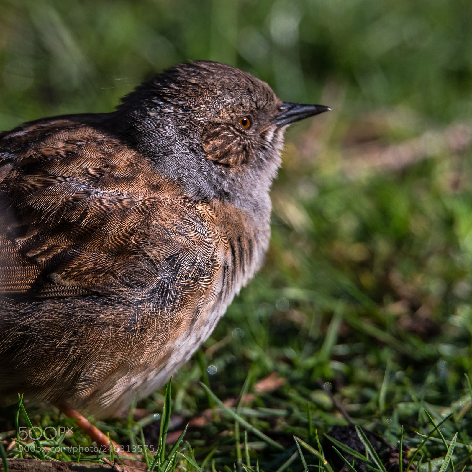 Nikon D850 sample photo. Dunnock closeup photography