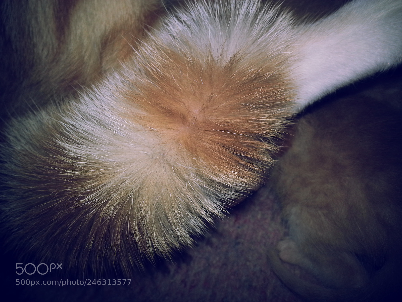 Samsung Galaxy S3 sample photo. Untitled photography