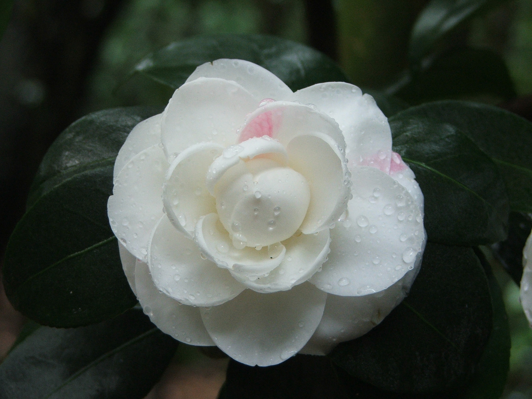 Fujifilm FinePix S5100 sample photo. Camellia photography