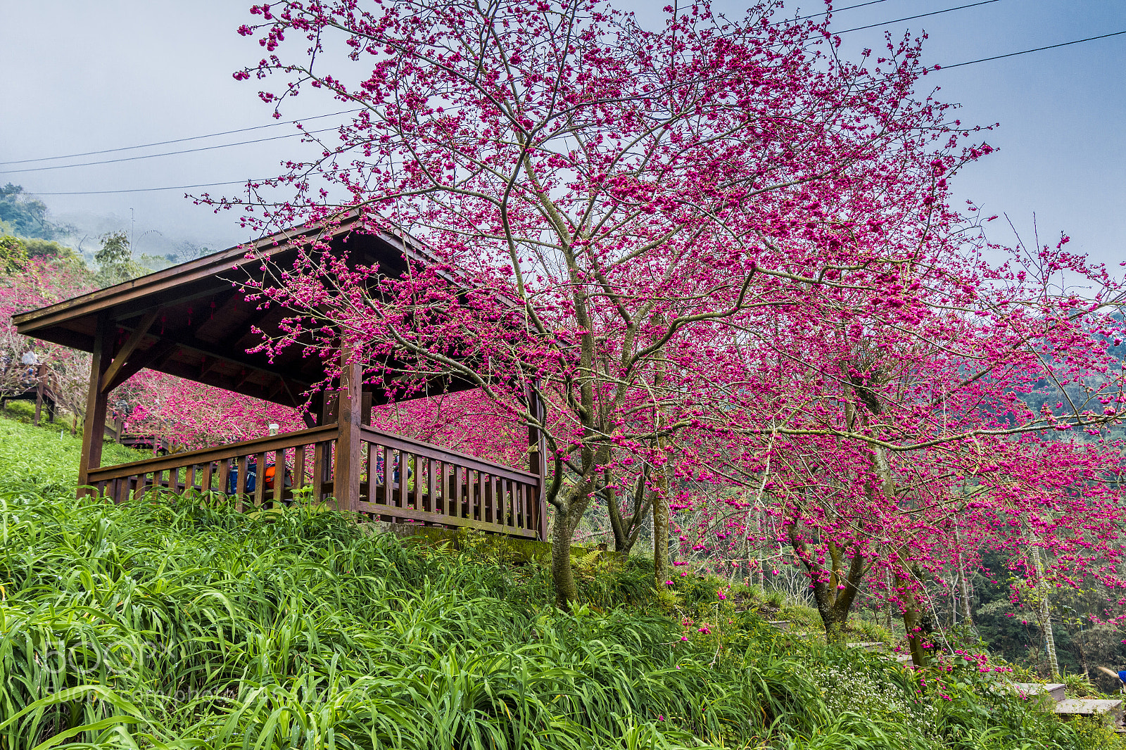 Canon EOS 700D (EOS Rebel T5i / EOS Kiss X7i) sample photo. Spring time photography
