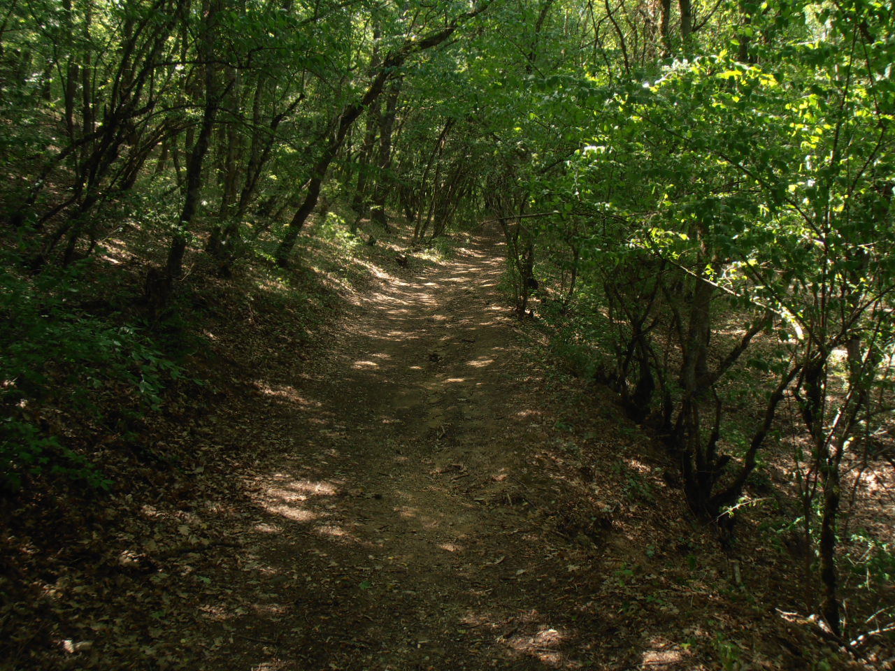Olympus VR310,D720 sample photo. Forest path photography