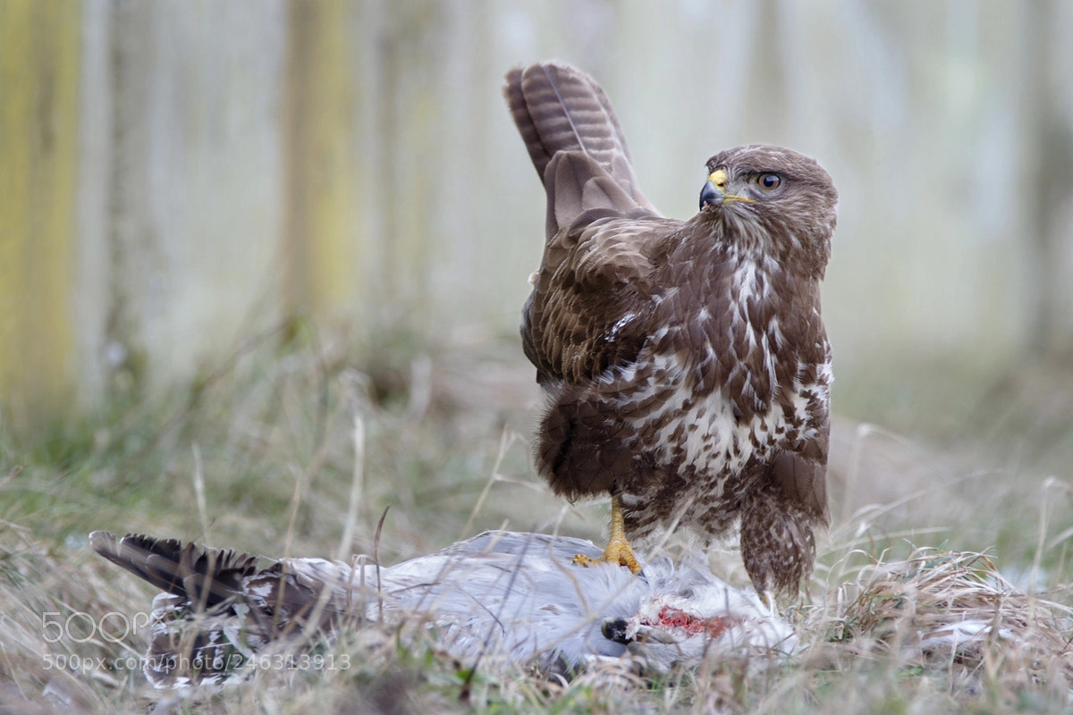 Canon EOS 7D Mark II sample photo. Common buzzard photography