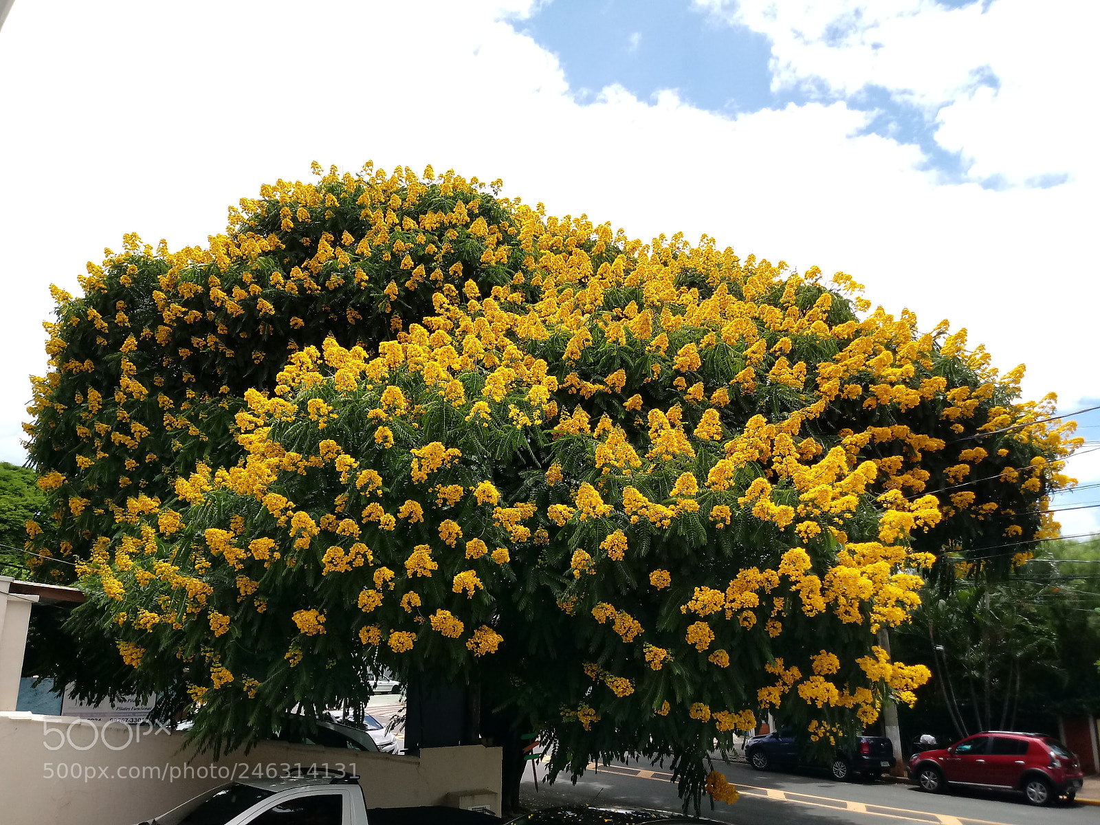 LG K10 (2017) sample photo. Tree photography