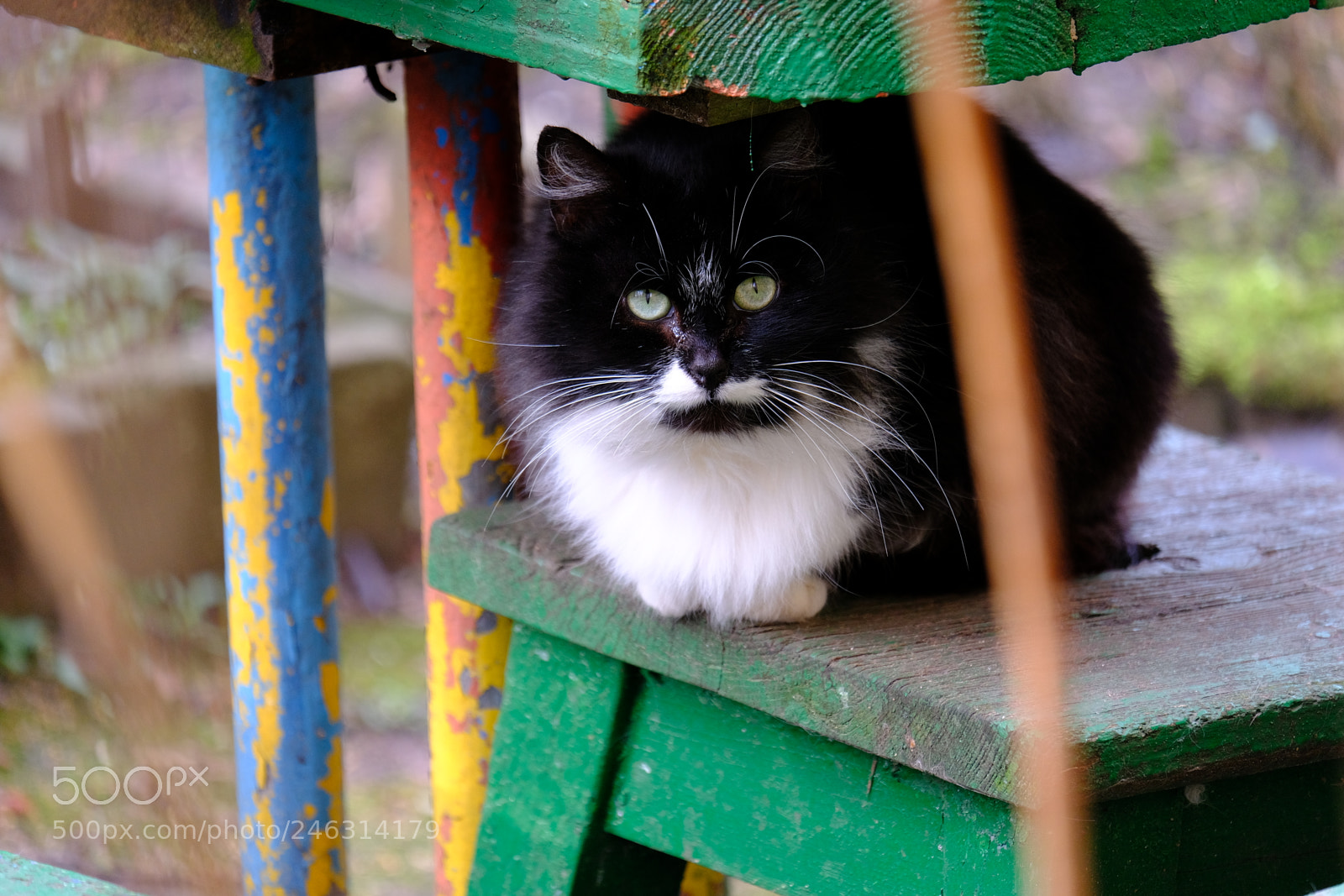 Fujifilm X-T20 sample photo. Cat in the shelter photography
