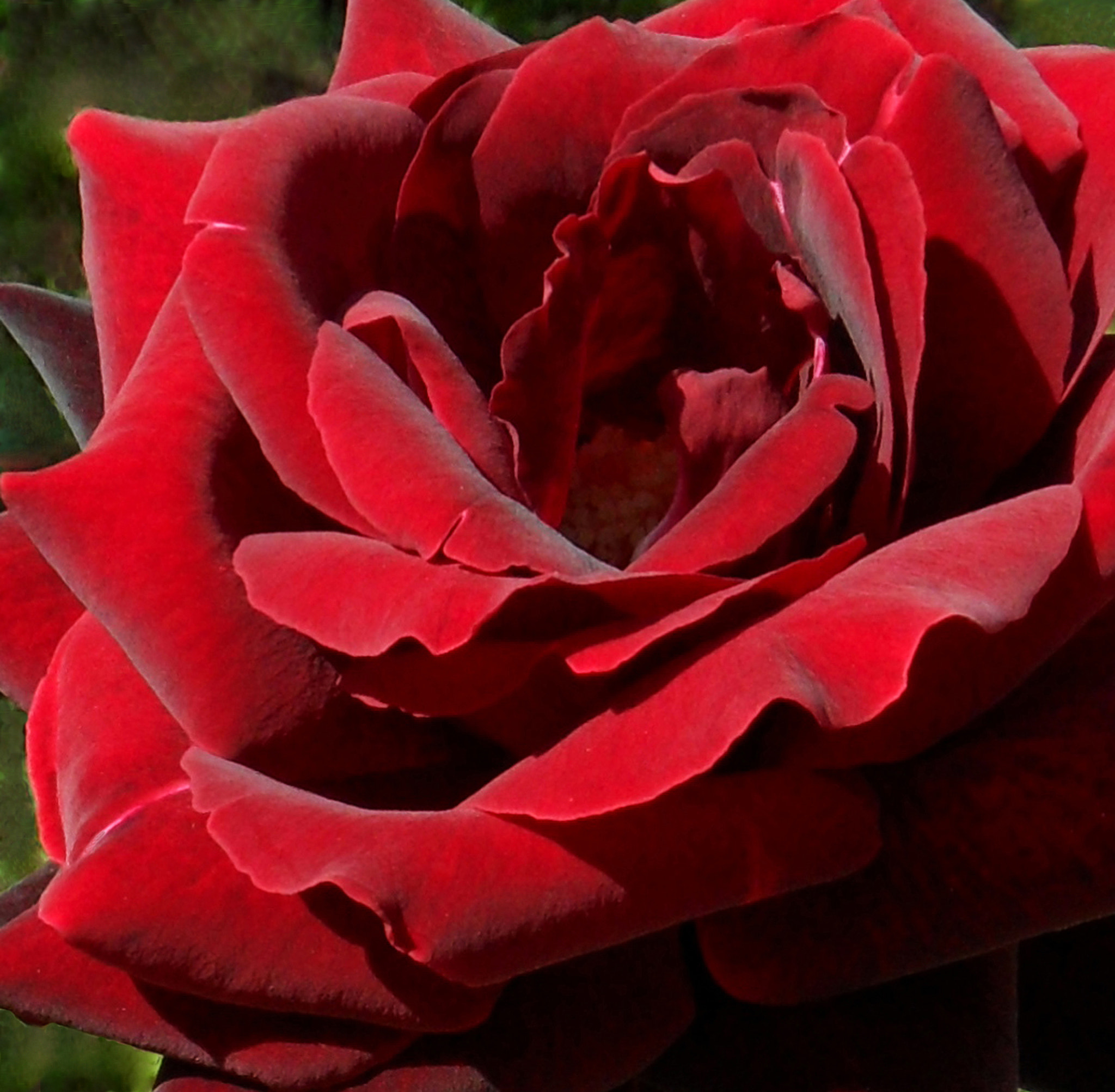 Samsung WB600 / VLUU WB600 /  WB610 sample photo. Red rose photography