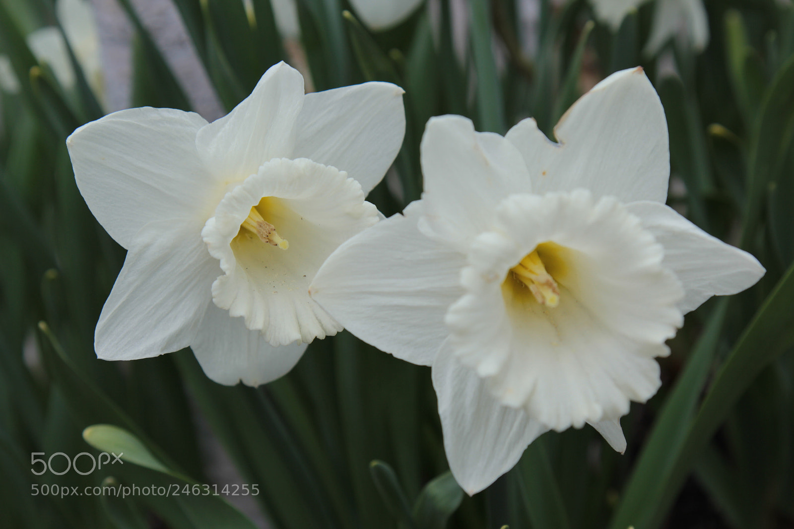 Canon EOS 60D + Canon EF 24-105mm F4L IS USM sample photo. Untitled photography