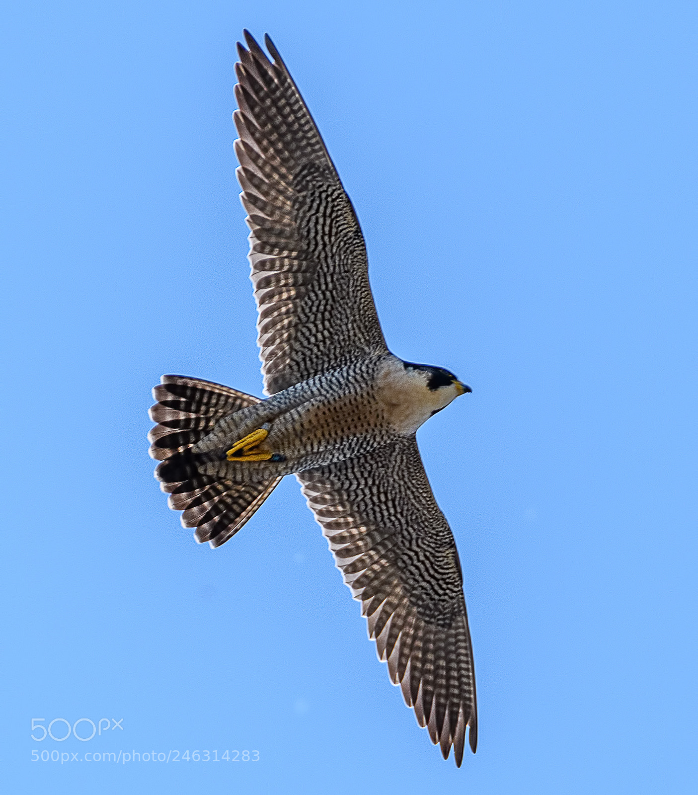 Nikon D500 sample photo. Peregrine falcon flying photography