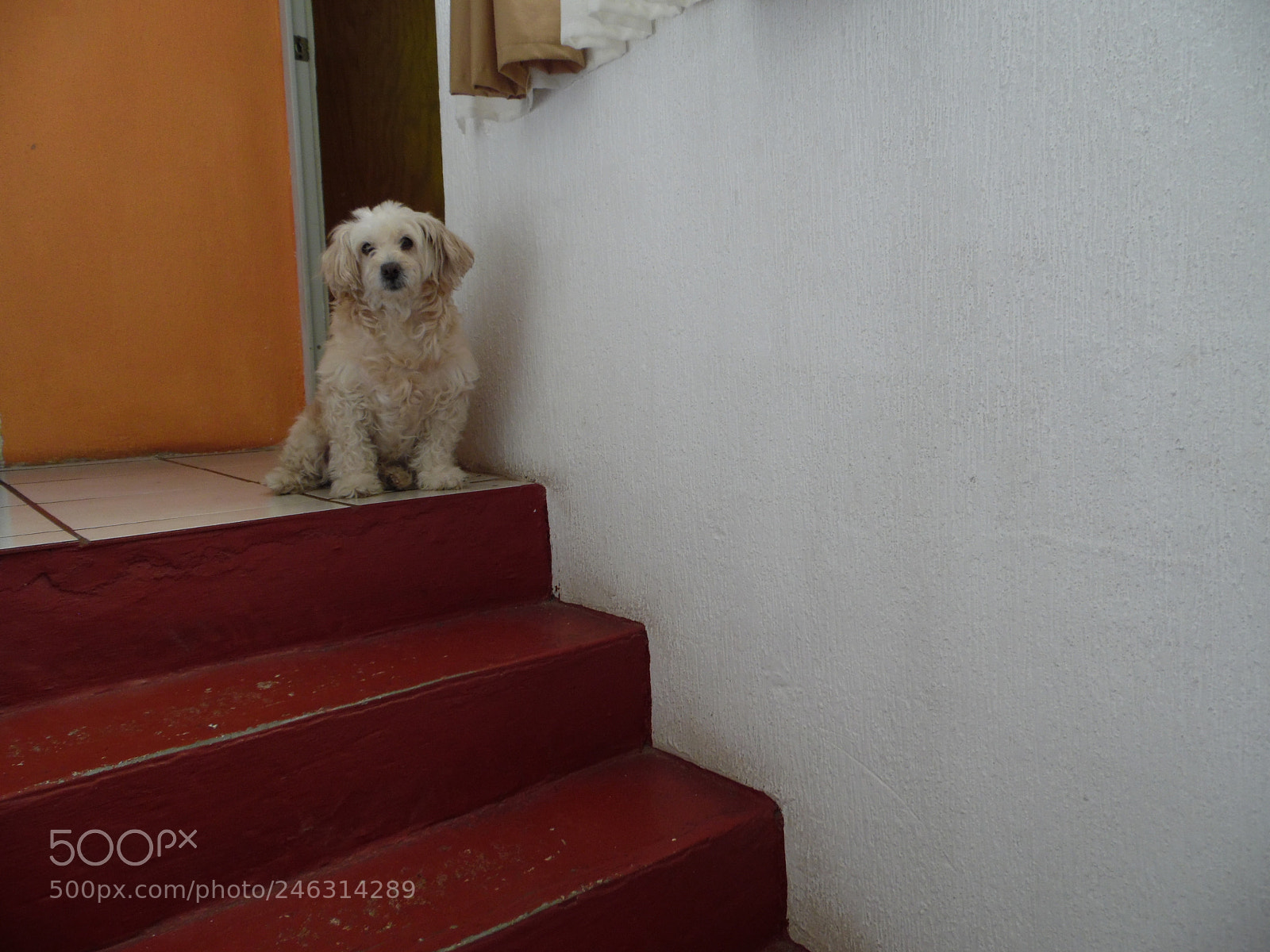 Samsung WB1100F/WB1101F/WB1102F sample photo. "compañero fiel" photography