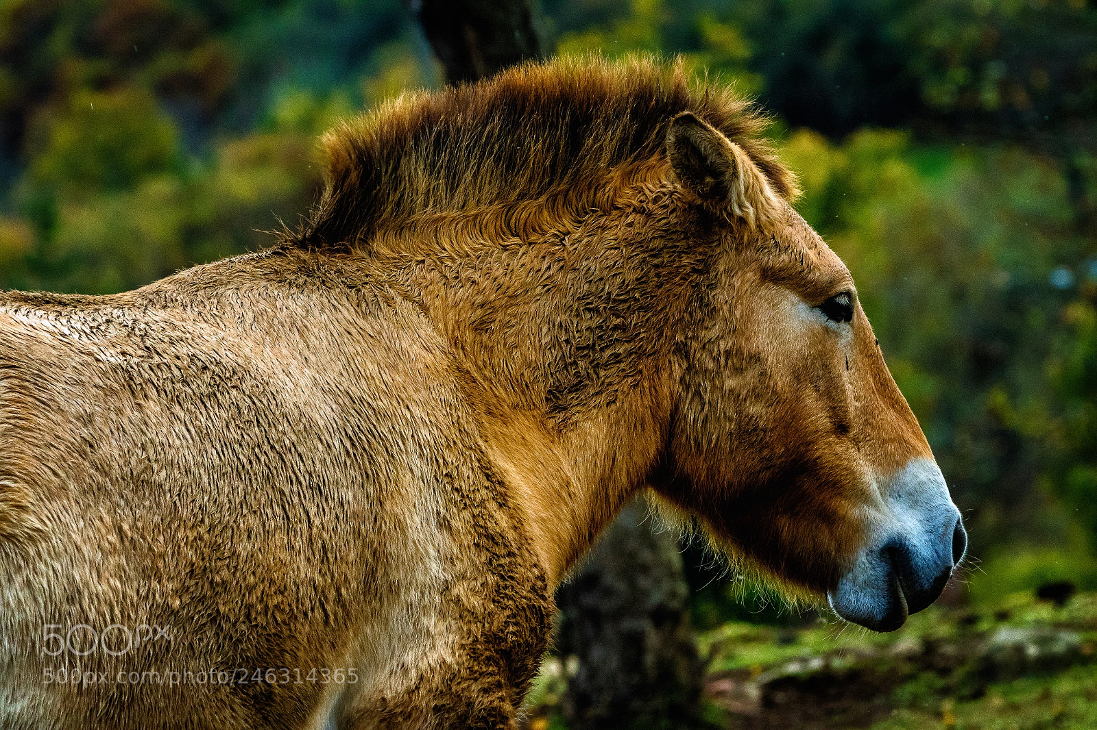 Canon EOS 7D Mark II sample photo. Przewalski's horse photography