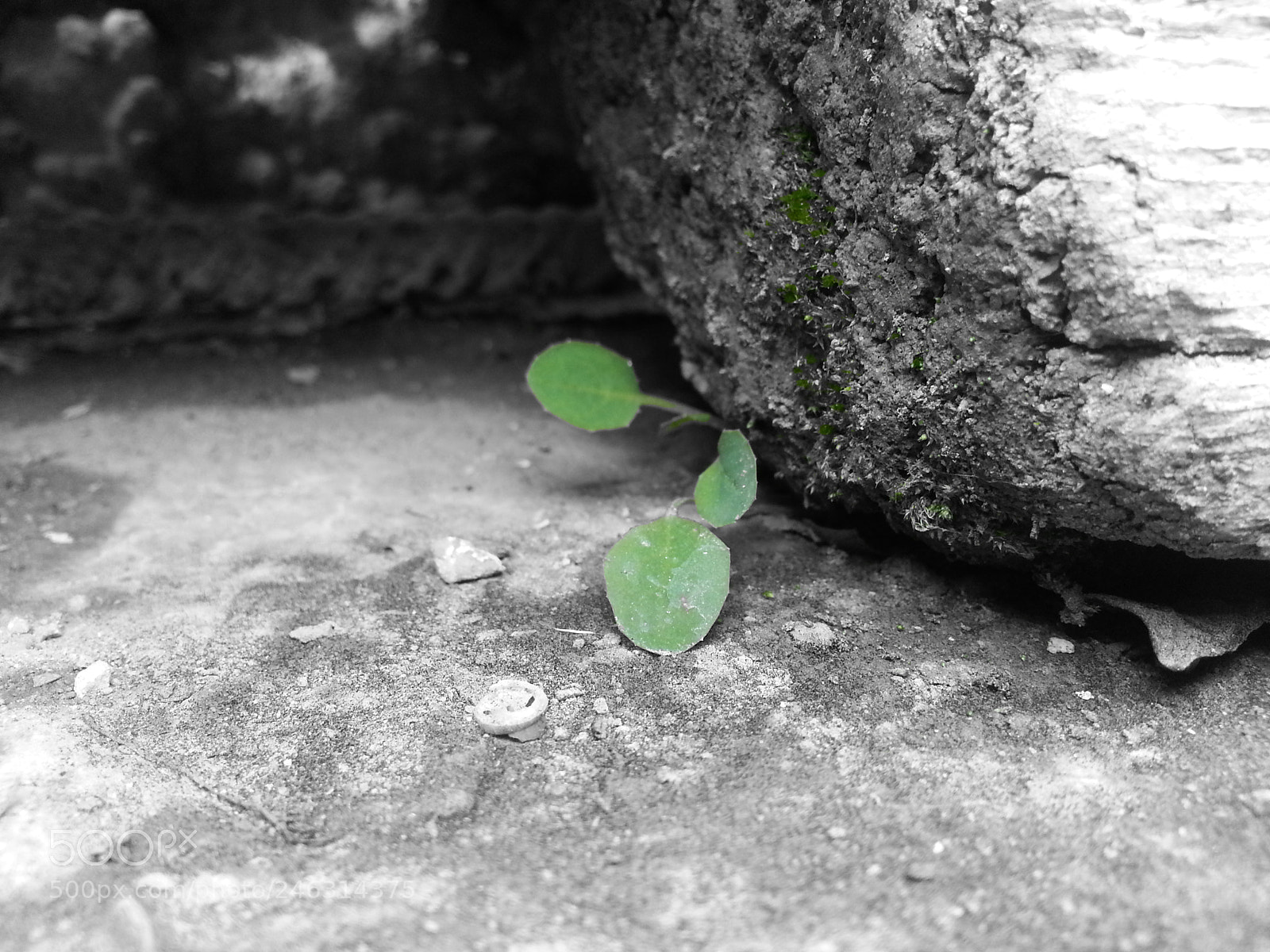 Samsung Galaxy S3 sample photo. Untitled photography
