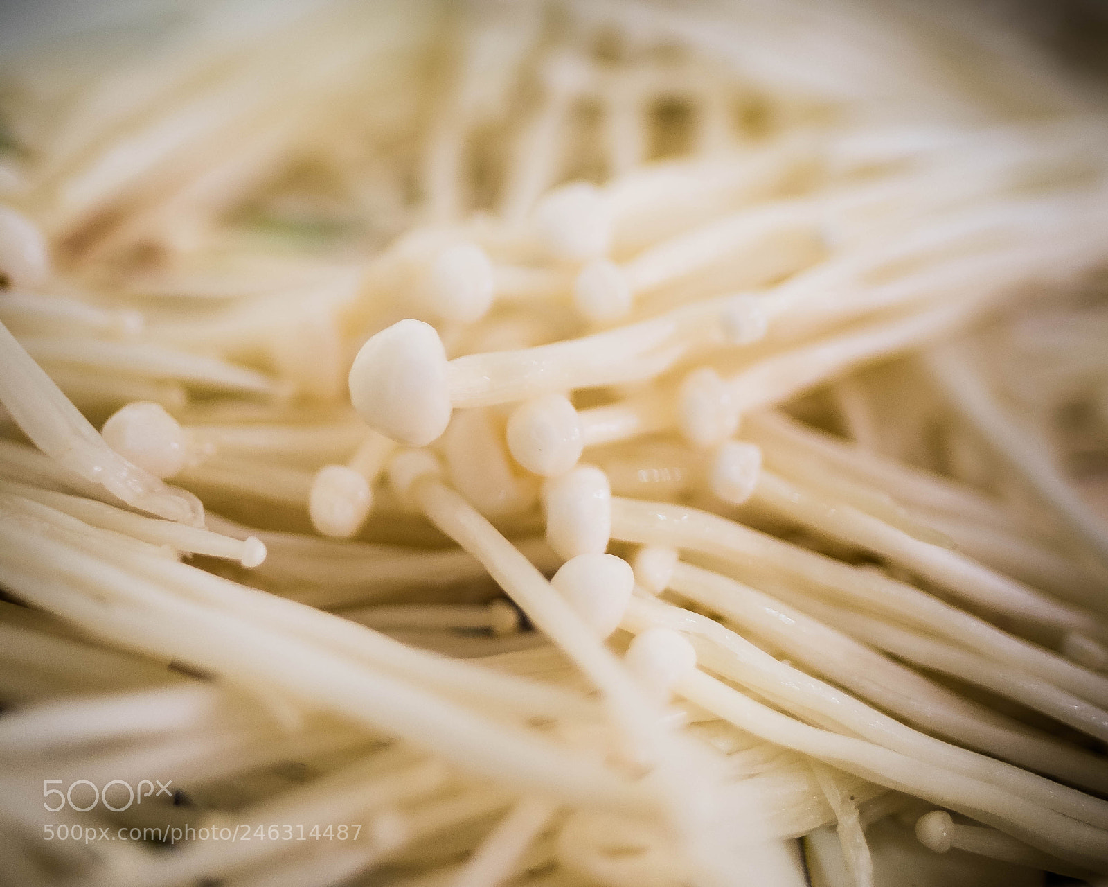 Fujifilm X-T2 sample photo. Mushrooms photography
