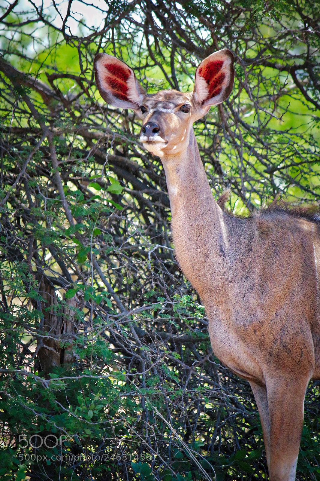 Canon EOS 100D (EOS Rebel SL1 / EOS Kiss X7) sample photo. Kudu resting in the photography