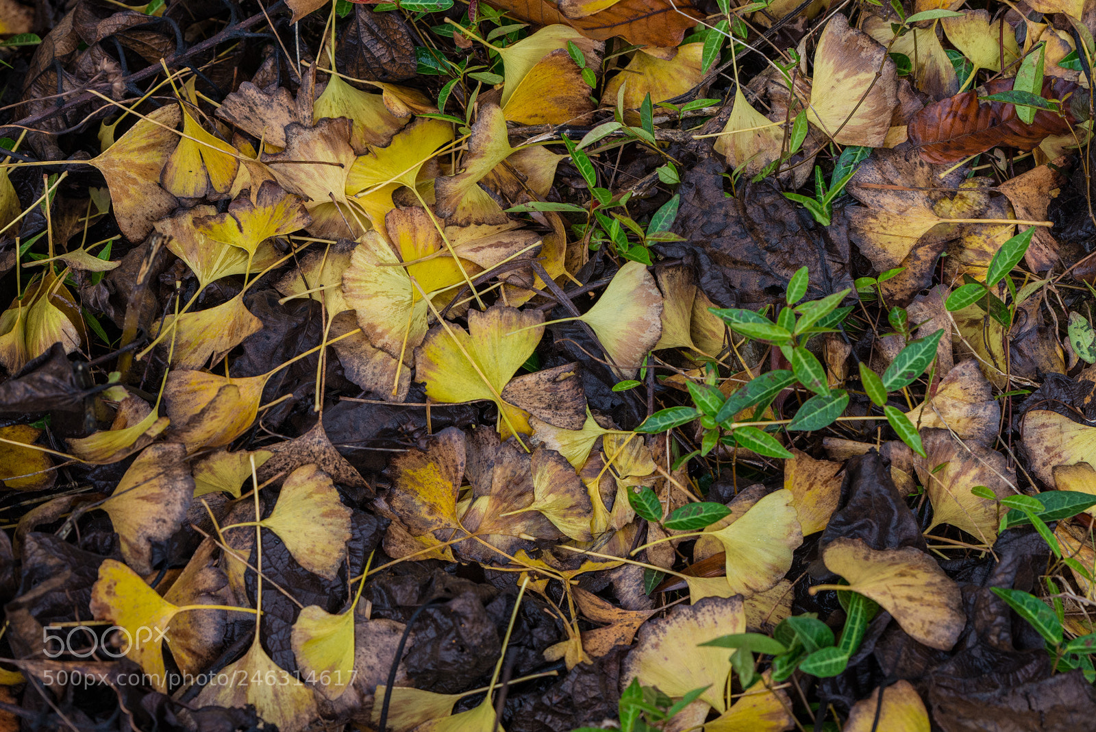 Nikon D800E sample photo. Ginkgo leaf photography