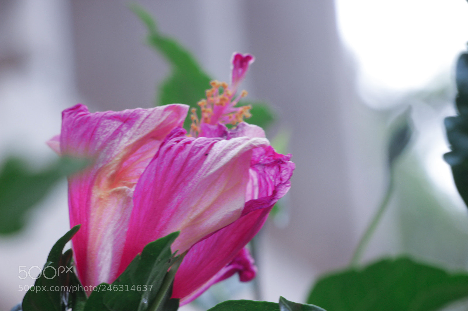 Canon EOS 600D (Rebel EOS T3i / EOS Kiss X5) sample photo. Img photography