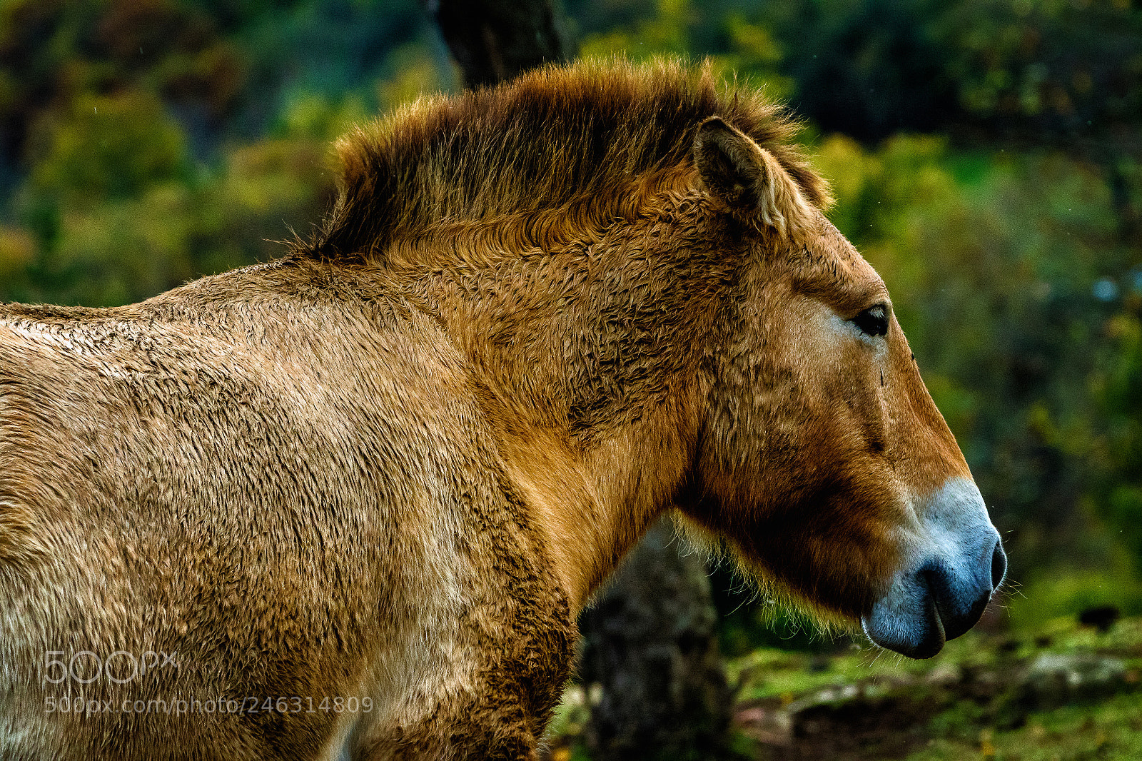 Canon EOS 7D Mark II sample photo. Przewalski's horse photography