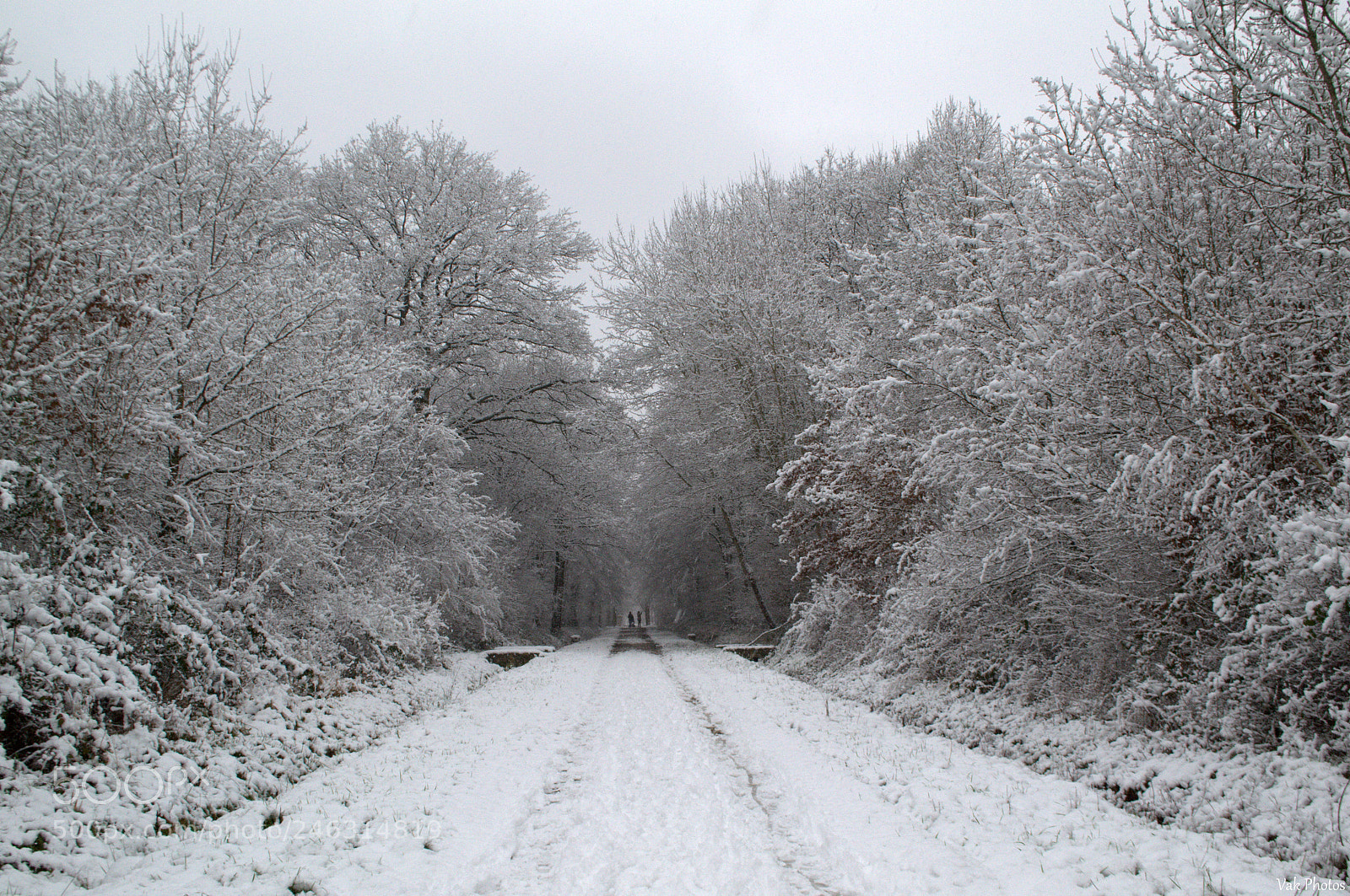 Nikon D3100 sample photo. Winter photography