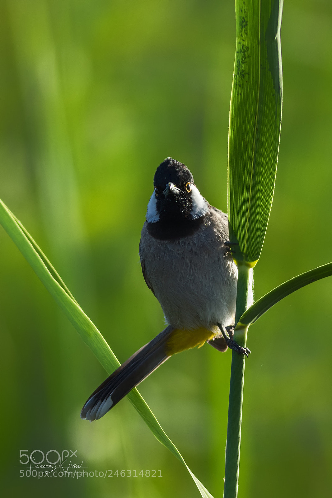 Canon EOS 7D Mark II sample photo. Bulbul photography