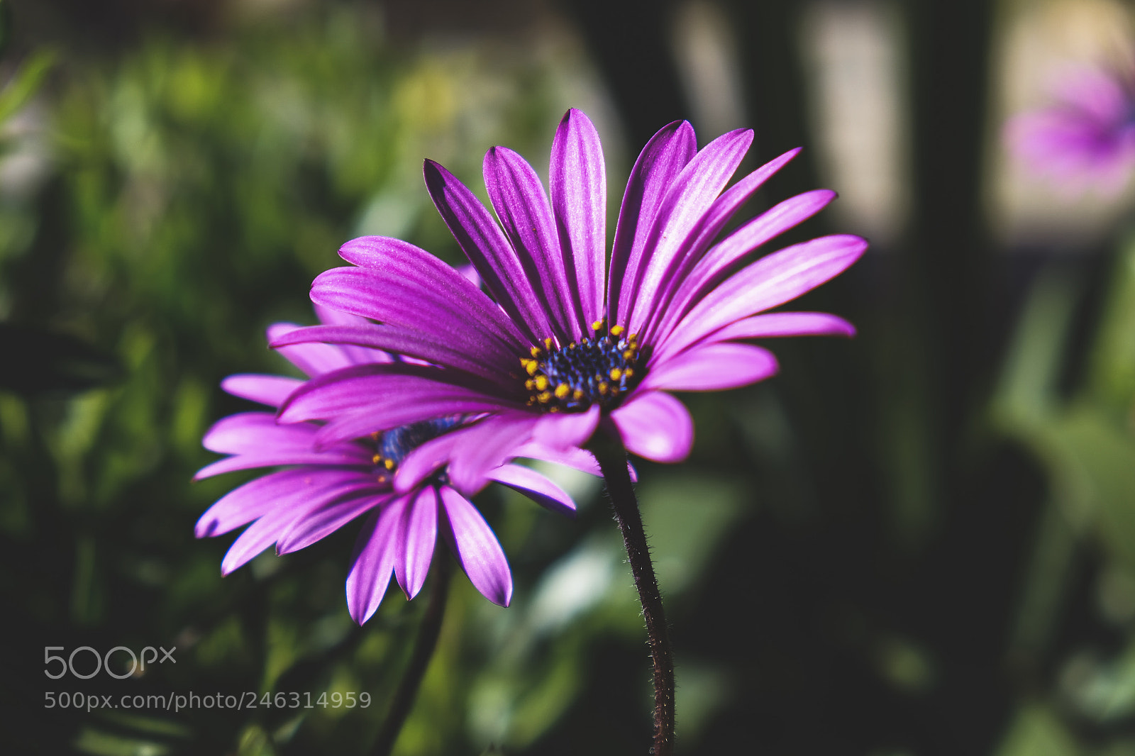 Fujifilm X-T1 sample photo. Despues de unos dias photography