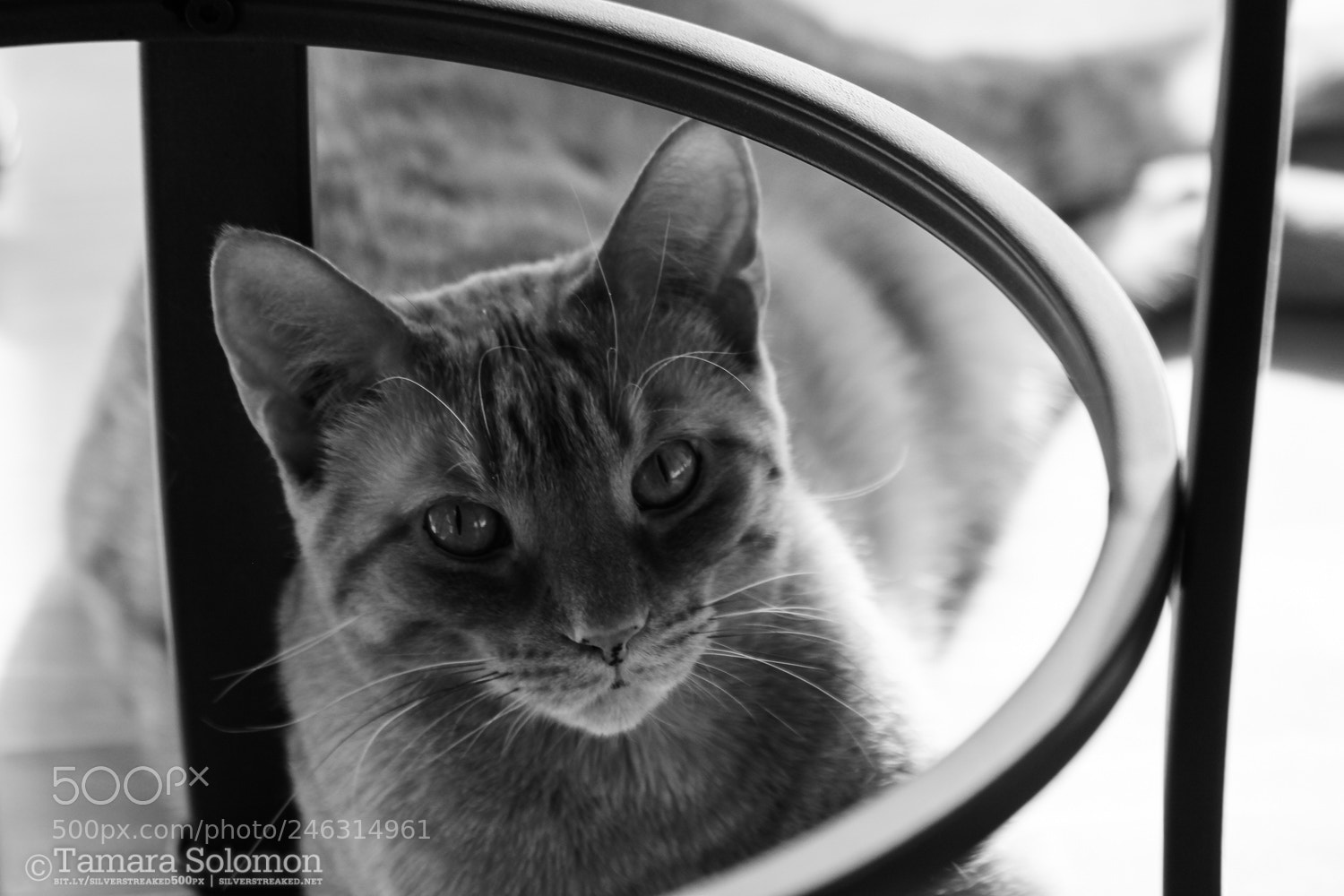 Canon EOS 100D (EOS Rebel SL1 / EOS Kiss X7) sample photo. Hachi v photography
