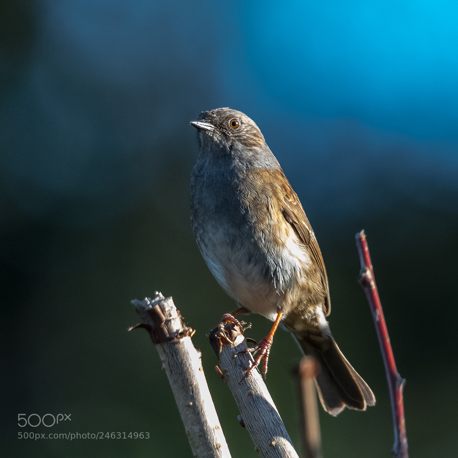 Nikon D850 sample photo. Sunny dunnock photography