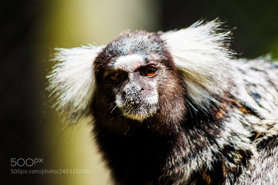 Canon EOS-1D Mark II sample photo. Sagui do tufo branco photography