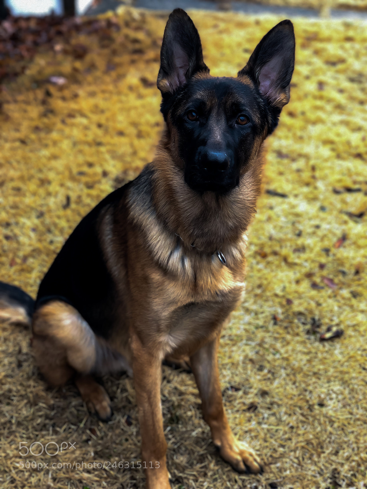 Apple iPhone X sample photo. ? photography