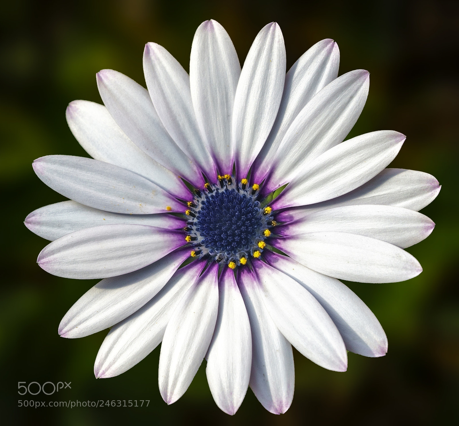 Sony a7R II sample photo. African daisy... photography