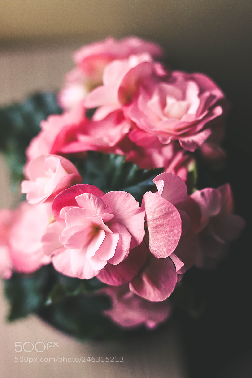 Canon EOS 6D Mark II sample photo. Pink glory photography