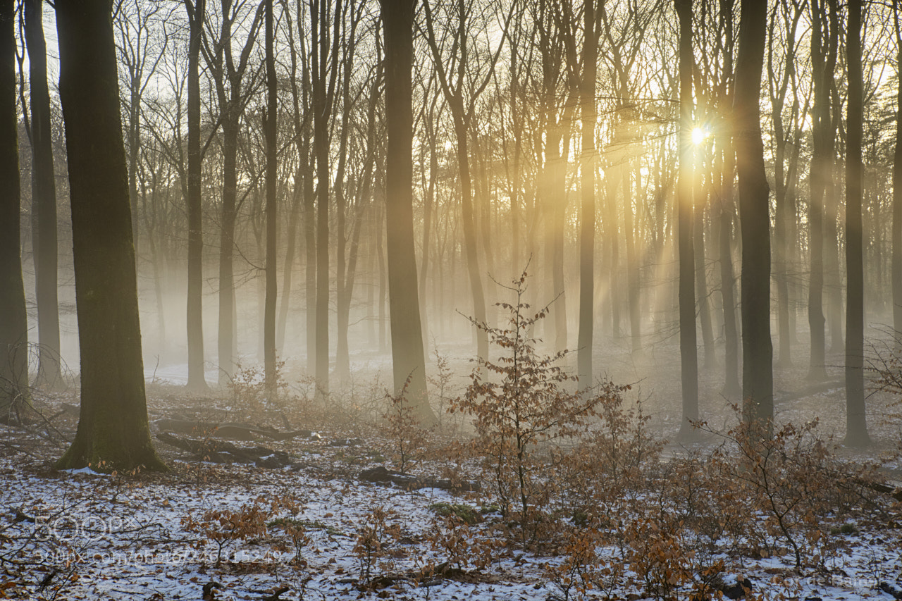 Sony SLT-A99V sample photo. Fog over melting snow photography