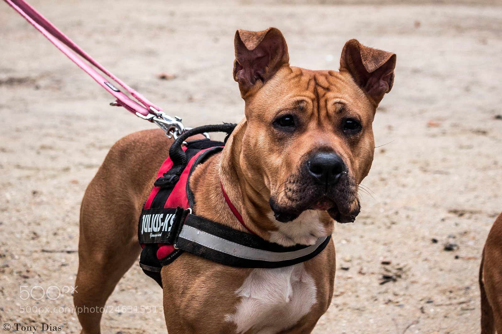 Canon EOS 700D (EOS Rebel T5i / EOS Kiss X7i) sample photo. Un des staffs sur photography