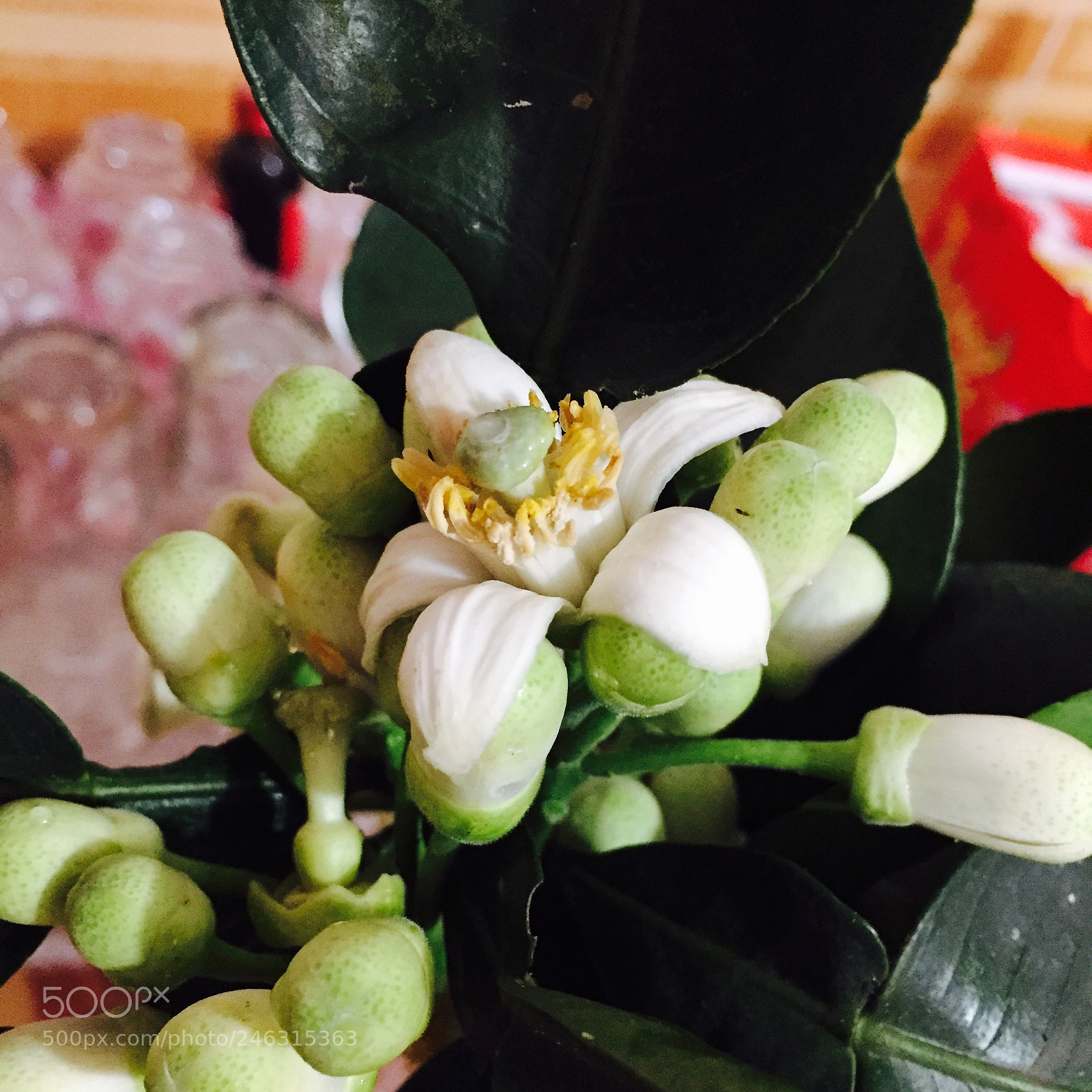 Apple iPhone 6 sample photo. Day 147: thứ tư 14.02.2018 photography