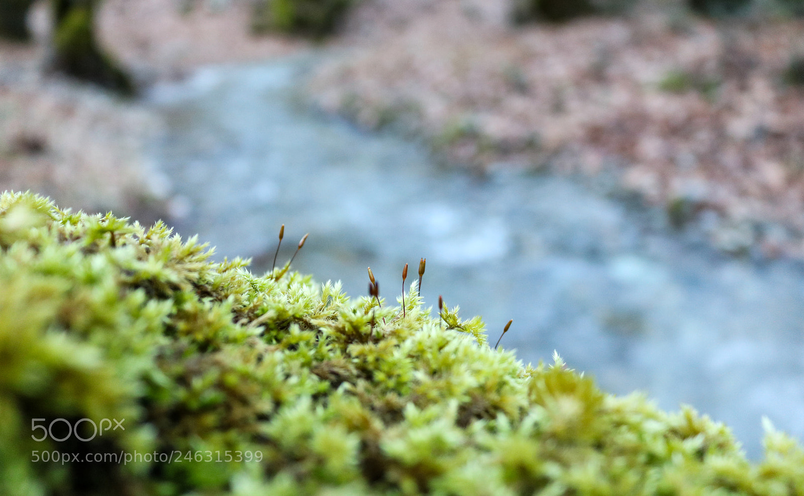 Canon EOS 750D (EOS Rebel T6i / EOS Kiss X8i) sample photo. Enchanted forest photography