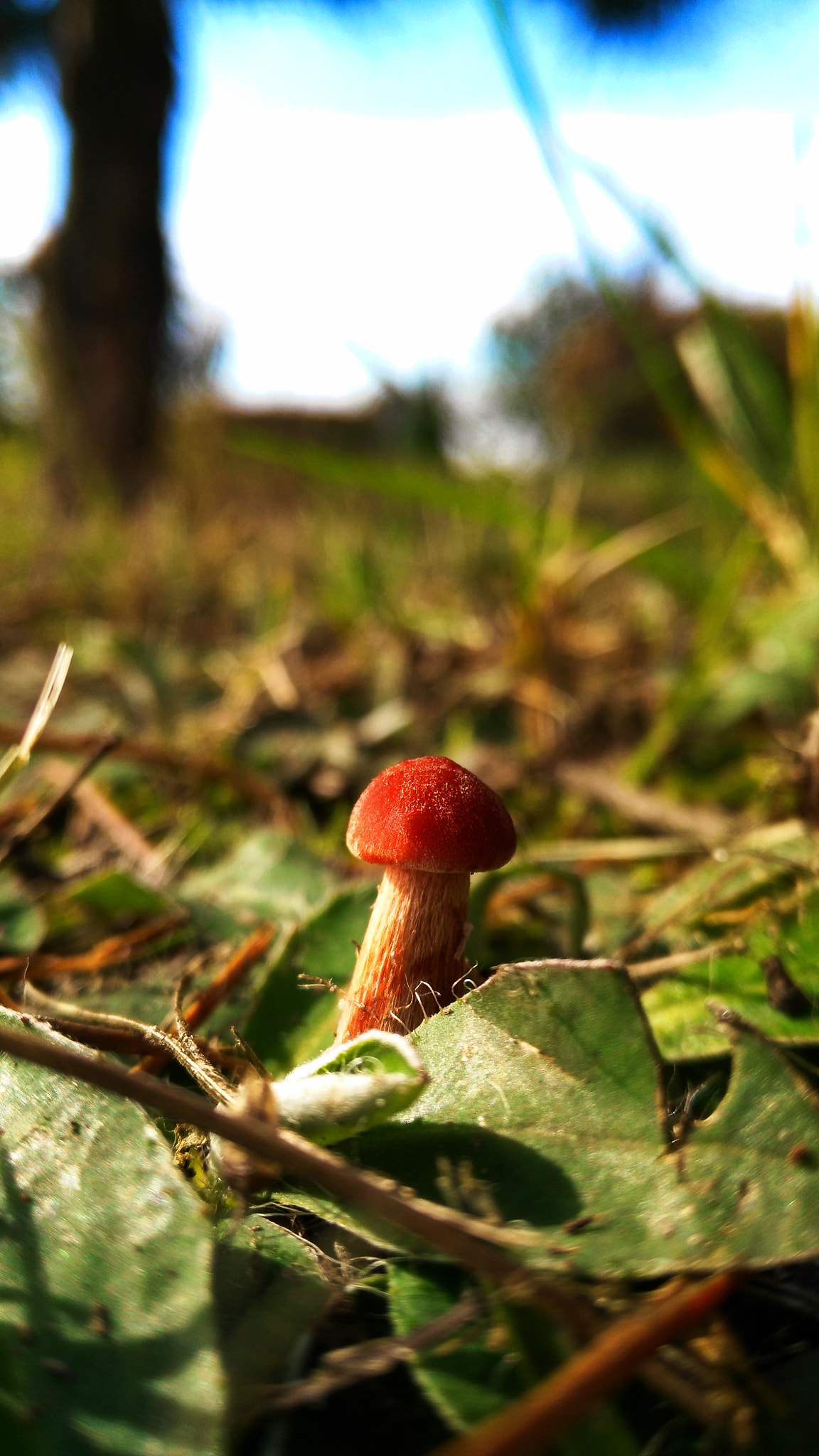 HUAWEI G7-L01 sample photo
