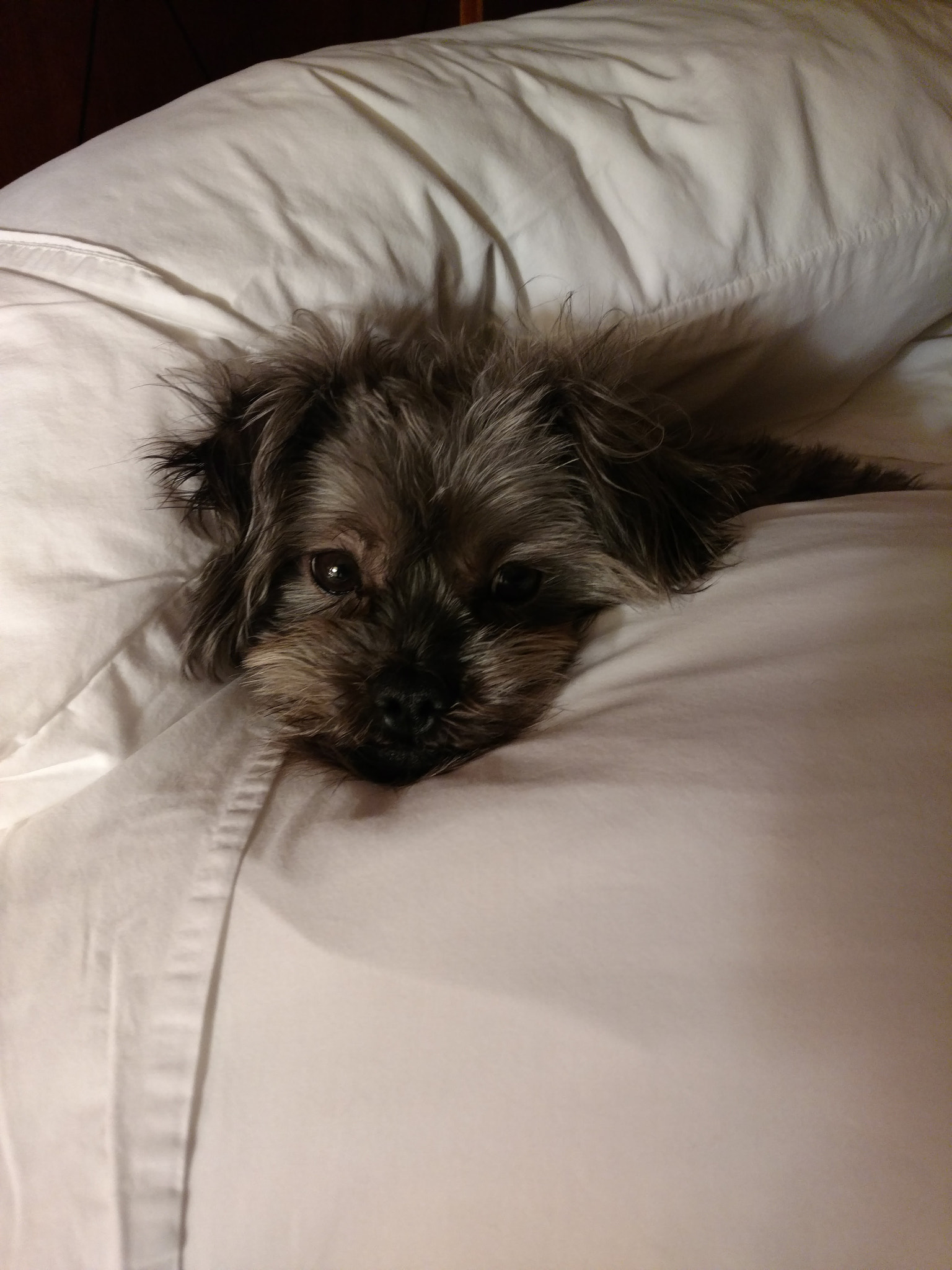 Motorola DROID Turbo 2 sample photo