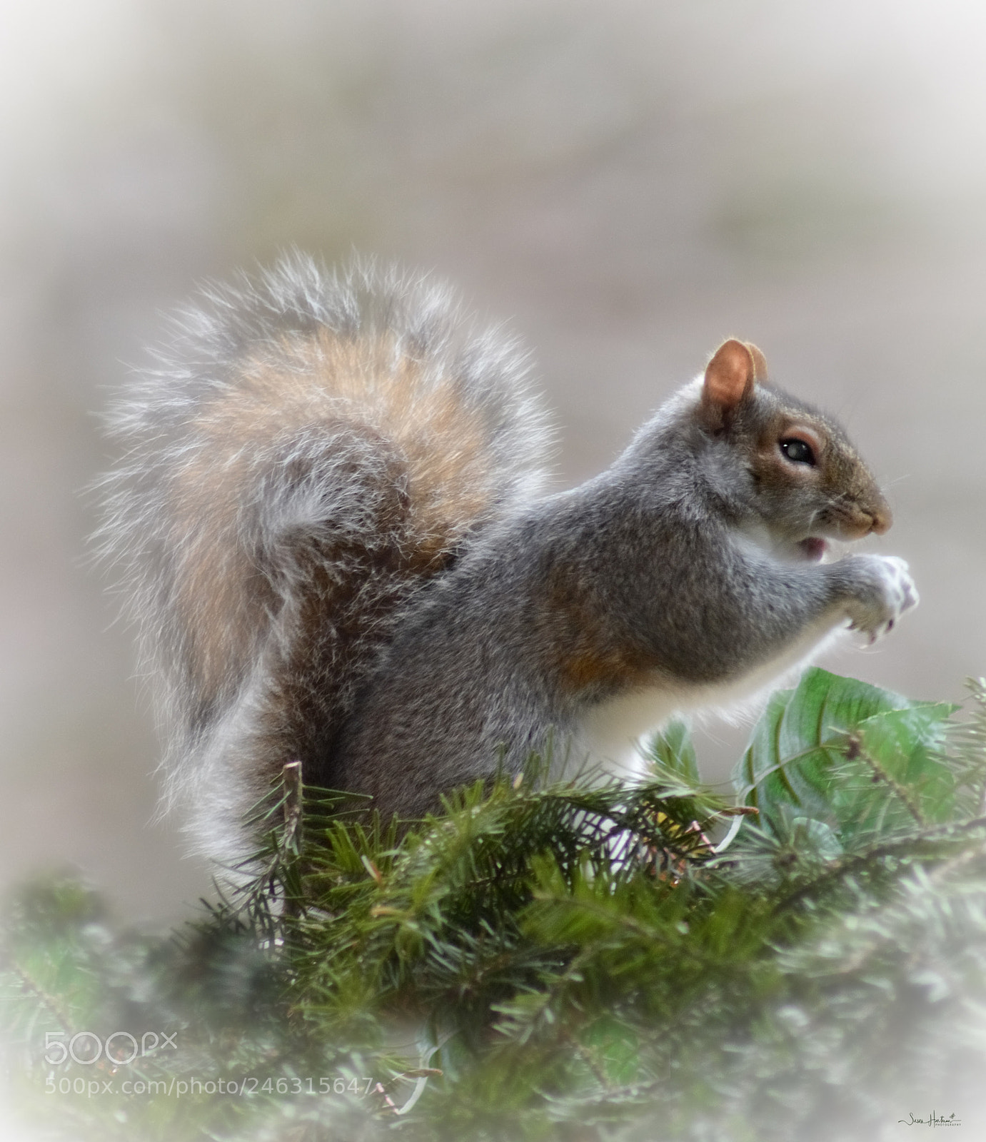 Nikon D7100 sample photo. Chester photography
