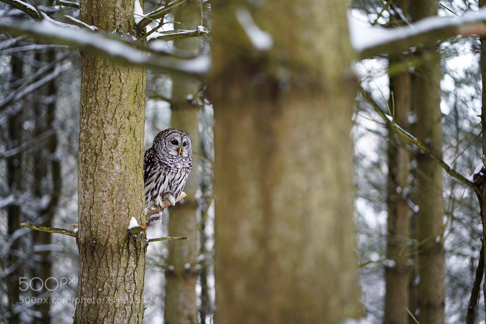 Sony a9 sample photo. Forest inhabitant photography