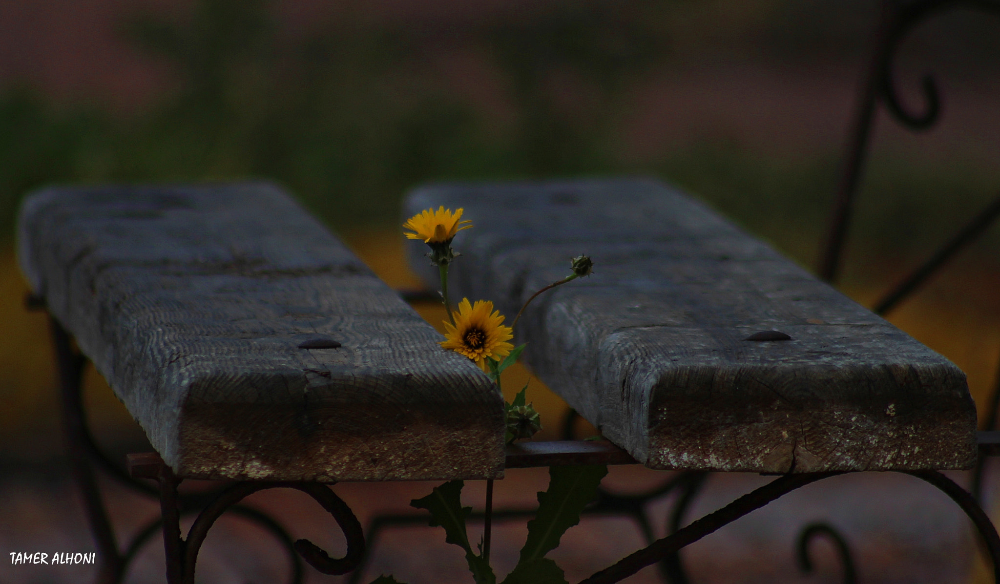 Sigma 70-300mm F4-5.6 APO DG Macro sample photo. الصابري photography